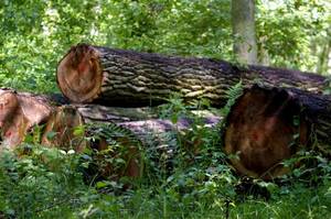 Założenia nowej Ustawy o lasach zawierają postulaty przemysłu