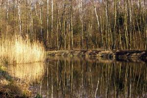 Lasy Państwowe dostaną dofinansowanie dla projektu małej retencji