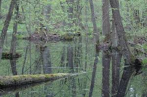 Firmy rezygnują z zakupu drewna z Puszczy Białowieskiej