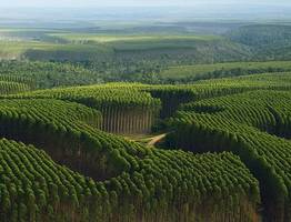 Cena surowca eukaliptusowego z Brazylii wzrosła o 25%