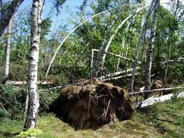 Nadleśnictwo Starogard: Wstępnie oszacowano straty po huraganie