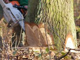 Unia Europejska przeciw nielegalnemu pozyskaniu drewna