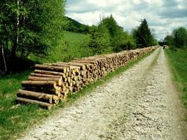 OZPPD: Konieczna jest zmiana rozporządzenia w sprawie szczegółowych zasad gospodarki finansowej w PGL LP