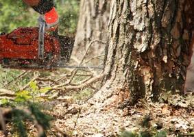 Niemieccy tartacznicy będą ściśle współpracować z przedsiębiorcami leśnymi