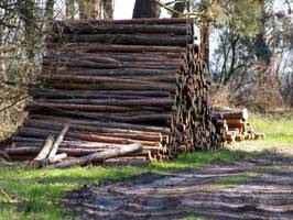 Czy IKEA zabierze drewno podlaskim tartakom?