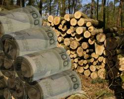 Rzeczpospolita: Lasy pomogą budżetowi