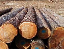 PIGPD: Propozycje zmian w zasadach sprzedaży drewna na 2011r.