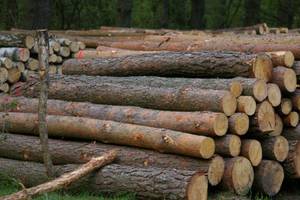 Stanowisko PIGPD wobec wypowiedzi Dyrektora Generalnego LP