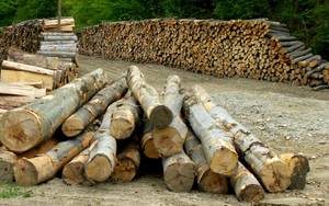 W przyszłym roku Lasy nie planują zmian systemu sprzedaży