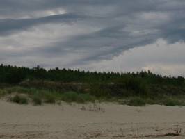 Przedwojenna spółka chce pozwać Lasy Państwowe