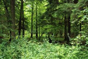 Kolejna gmina przeciwko powiększeniu Białowieskiego Parku Narodowego