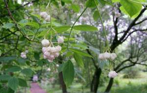 Kłokoczka południowa roślinnym symbolem współpracy polskich i słowackich regionów nadgranicznych