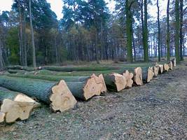 Submisja drewna cennego w Nadleśnictwie Kutno