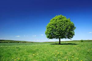 Ekologiczny znaczy modny - zwróć uwagę czym malujesz