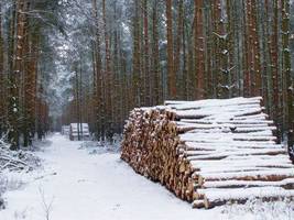 Czy warto marnować drewno na produkcję energii?