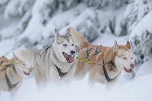 Śnieg, mróz i… pasja - Już wkrótce V edycja wyścigów Husqvarna Tour!