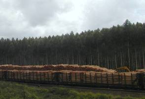 Global Wood Holding posadzi eukaliptusy na pustyni