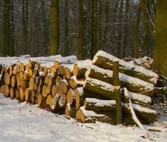 Rzeczpospolita: Drewno - towar poszukiwany
