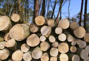 Lasy Państwowe: 5,3 mld zł ze sprzedaży drewna w 2010