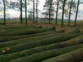 Submisja drewna dębowego w Nadleśnictwie Kutno