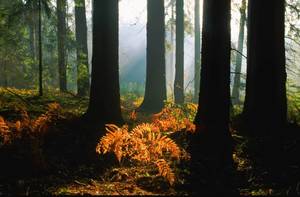 RDLP Białystok odpowiada na zarzuty Greenpeace