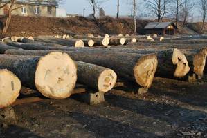 XII Submisja Drewna Cennego Krosno 2011