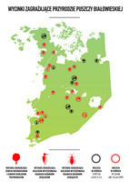 Greenpeace: Okres lęgowy ptaków kończy leśne patrole w Puszczy Białowieskiej
