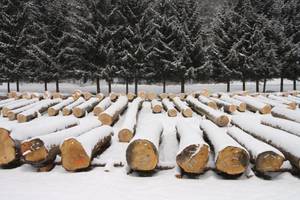 Dobre wyniki krośnieńskiej submisji drewna cennego