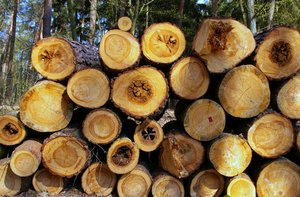 Innowacyjne metody określania biomasy drzewnej w pomorskich lasach