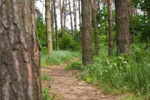 PIGPD złożyło protest do założeń projektu zmian ustawy o lasach
