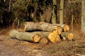Projekt założeń do zmiany ustawy o lasach wycofany?