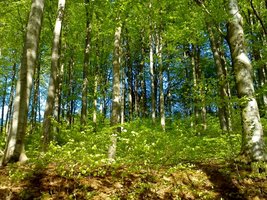 Milion podpisów przeciwko prywatyzacji lasów państwowych