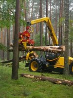 Zakończył się I etap przetargu ograniczonego na drewno z Lasów Państwowych