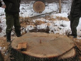 Gang złodziei dębów rozbity 