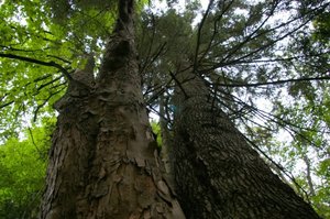 Trwają konsultacje społeczne dla 28 nadleśnictw RDLP Białystok