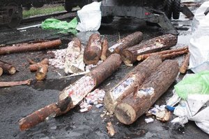 Pomysłowe schowki na przemycane papierosy wewnątrz wydrążonych kłód