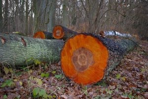 Pomiar miąższości (objętości) drewna dłużycowego i kłód mierzonych pojedynczo