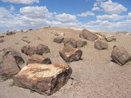 Skamieniałe drewno w Petrified Forest National Park, Arizona, USA.