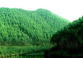 Chińskie plantacje leśne piramidą finansową?