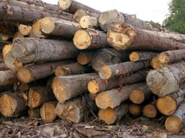 Komunikat PIGPD w sprawie spotkania z Lasami Państwowymi