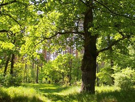 FOREST EUROPE – Ministerialna Konferencja nt. Ochrony Lasów w Europie
