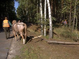 Rozmowy dyrektora generalnego LP z zakładami usług leśnych