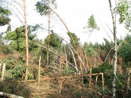 Nadleśnictwo Opoczno: 30 tys. m3 wiatrołomów