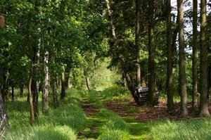 NIK krytycznie o nadzorze starostów nad gospodarką leśną