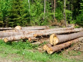 RDLP Białystok odzyska certyfikat FSC