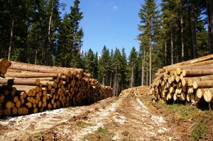 OZPPD oczekuje do Lasów Państwowych uruchomienia sprzedaży nieodebranych mas surowca