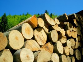 Polska głównym importerem drewna z Białorusi