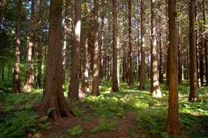 FSC włącza kwestie socjalne do systemu kontroli pochodzenia produktu