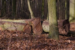 Rzeczpospolita: Firmy pikietą powalczą o drewno