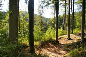 20 lat ustawy o lasach